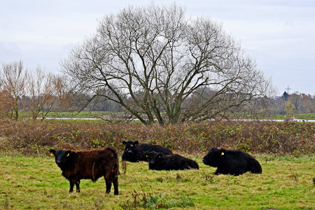 Fotograaf: John Roemen