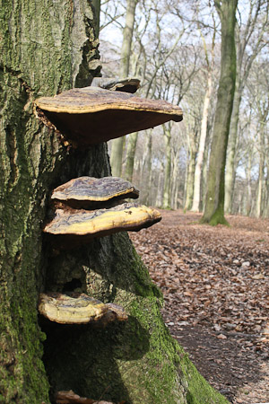 Fotograaf: John Roemen