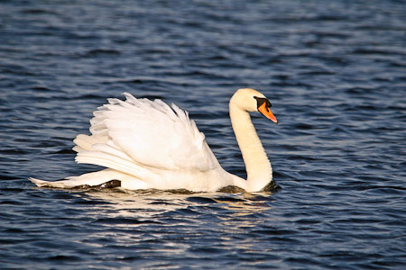Fotograaf: John Roemen