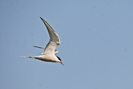 Fotograaf: John Roemen