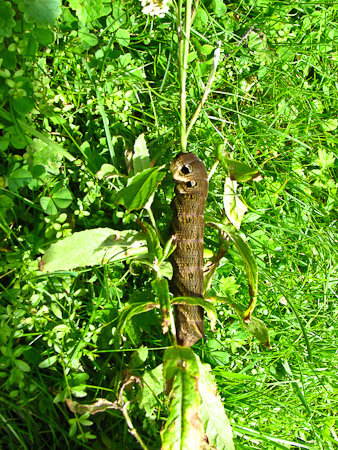 Fotograaf: Astrid Janissen