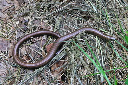 Fotograaf: John Roemen