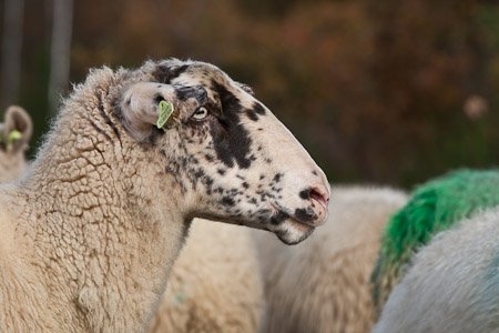 Fotograaf: Laurent Vanderheijden