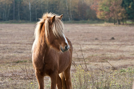 Fotograaf: Laurent Vanderheijden