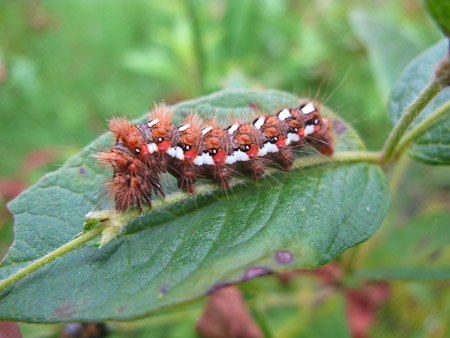 Fotograaf: Hermien Hendrikx