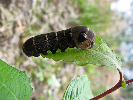Fotograaf: Hermien Hendrikx