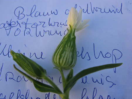 Fotograaf: Peter Brons