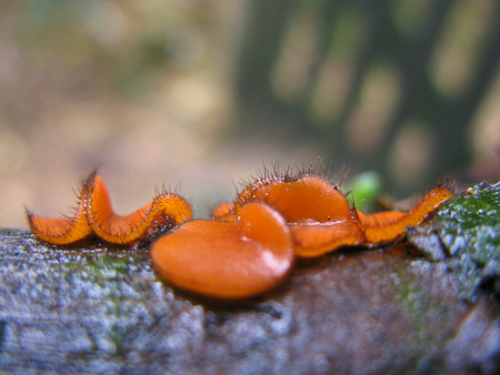 Fotograaf: Hermien Hendrikx