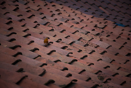 Fotograaf: Ruud Snijders