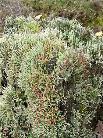 Fotograaf: Astrid Janissen