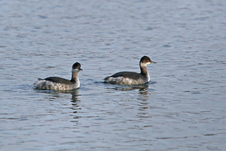 Vogelwerkgroep WML-plas