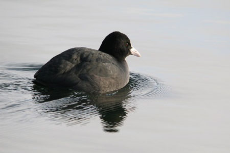 Vogelwerkgroep WML-plas