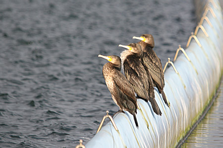 Vogelwerkgroep WML-plas
