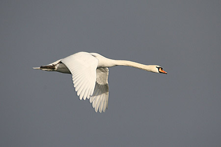 Vogelwerkgroep WML-plas